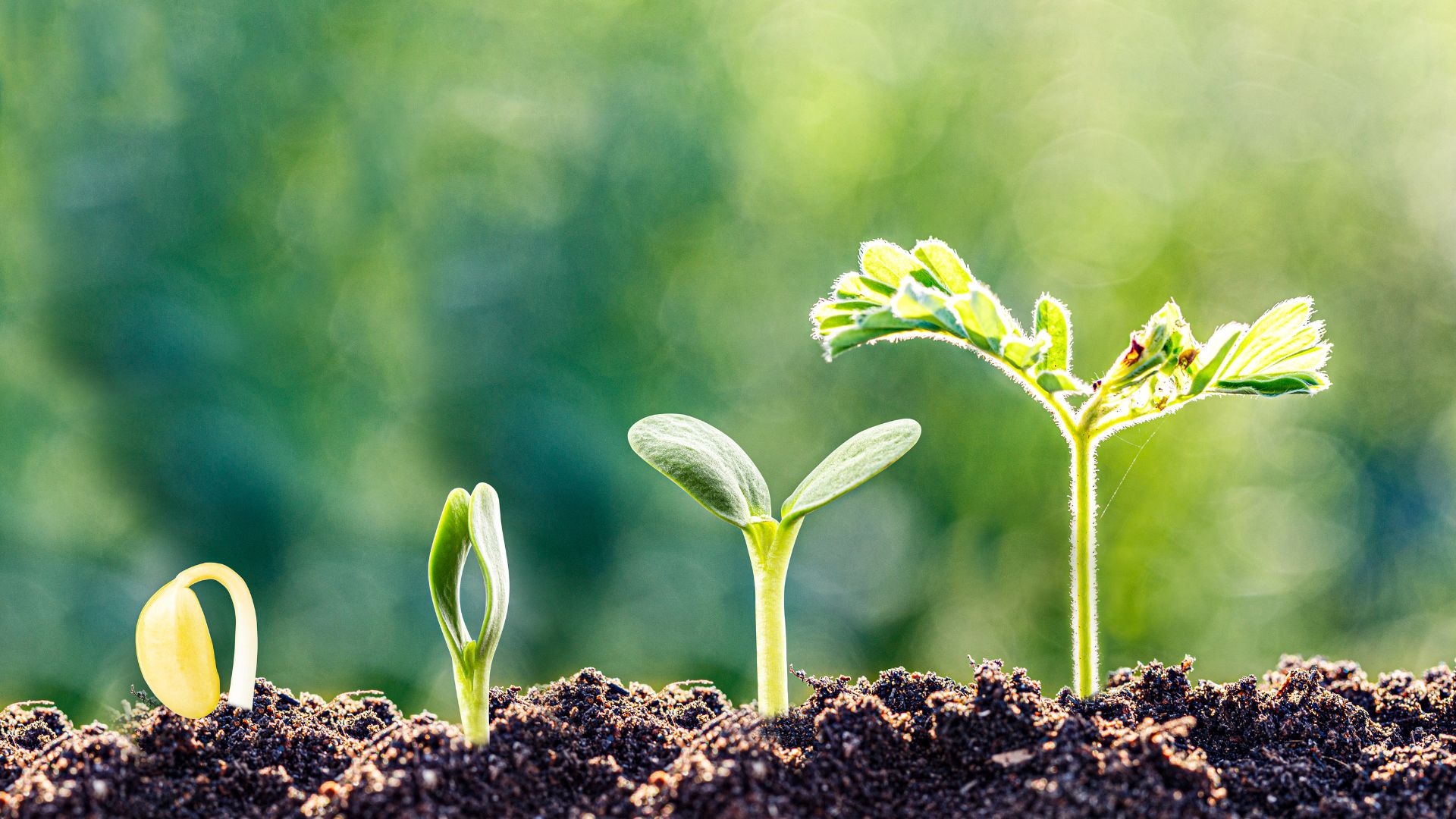 business growth specialist